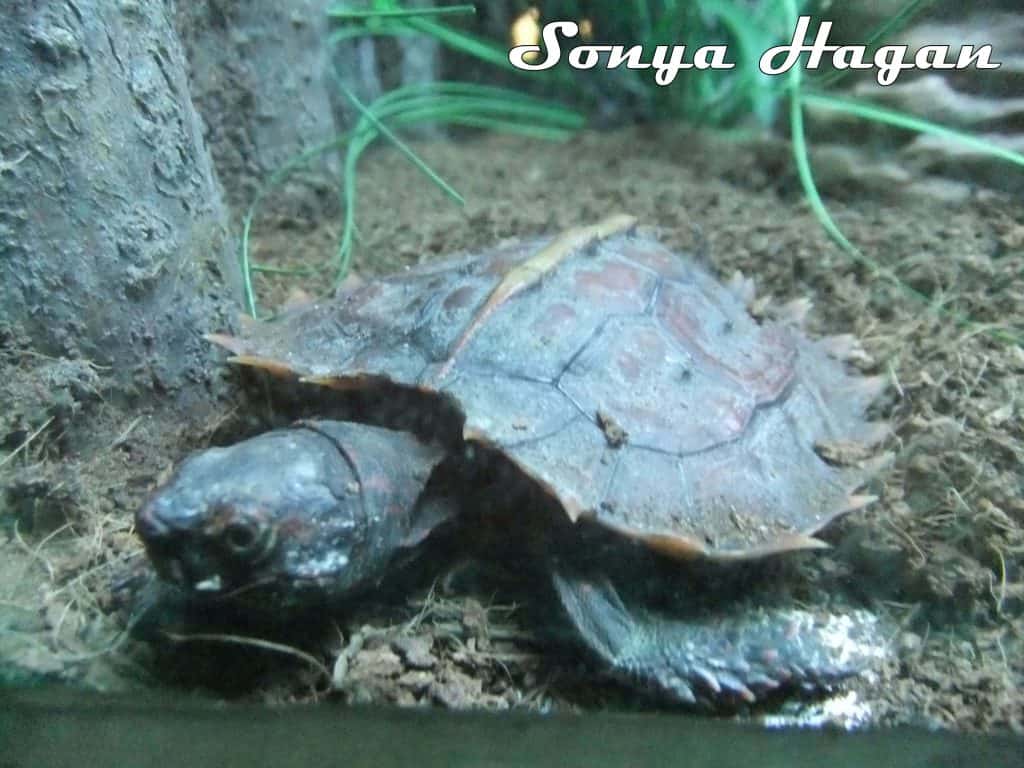 Spiny Hill Turtle at Wingham Wildlife Park by Sonya Hagen