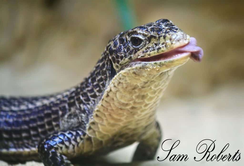 Sudan Plated Lizard in the reptile house at Wingham Wildlife Park