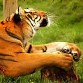 Tiger at Wingham Wildlife Park