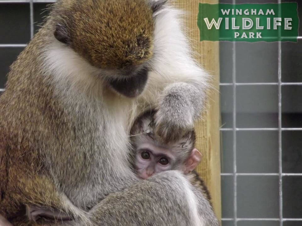 Vervet Monkey at Wingham Wildlife Park
