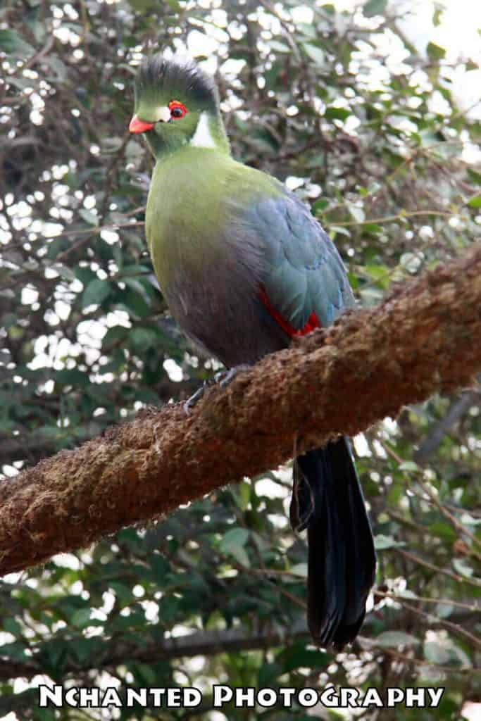 White Cheeked Turaco in the tropical house at Wingham Wildlife Park