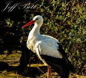 White stork by the lake at Wingham Wildlife Park