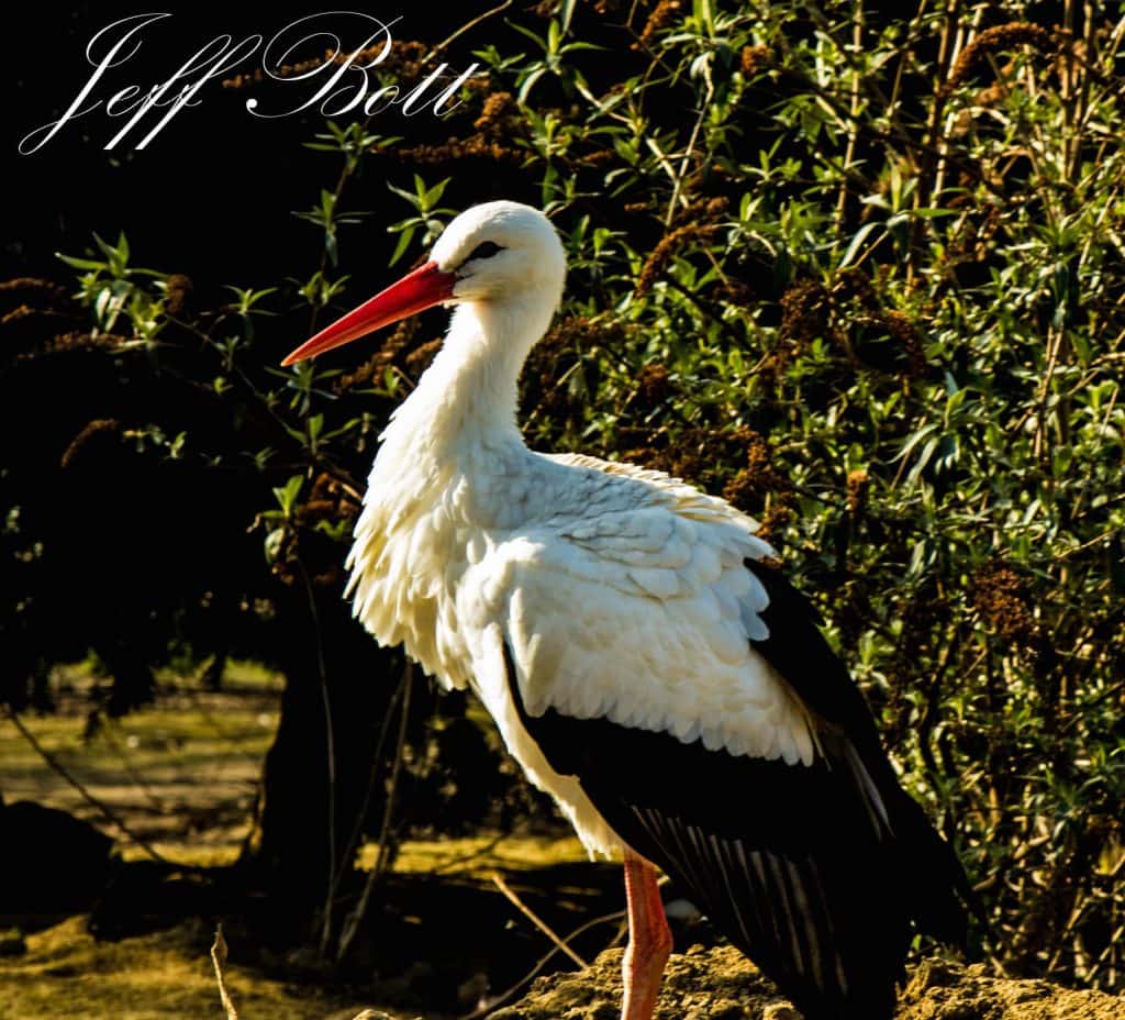 White stork by the lake at Wingham Wildlife Park