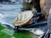 Yellow Bellied Slider Turtle at Wingham Wildlife Park