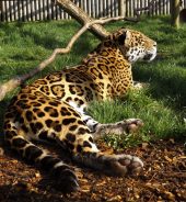 Spotted Jaguar At Wingham Wildlife Park