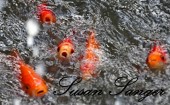 Goldfish in the tropical house at Wingham Wildlife Park