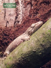 Henkels Giant Gecko in the reptile house at Wingham Wildlife Park