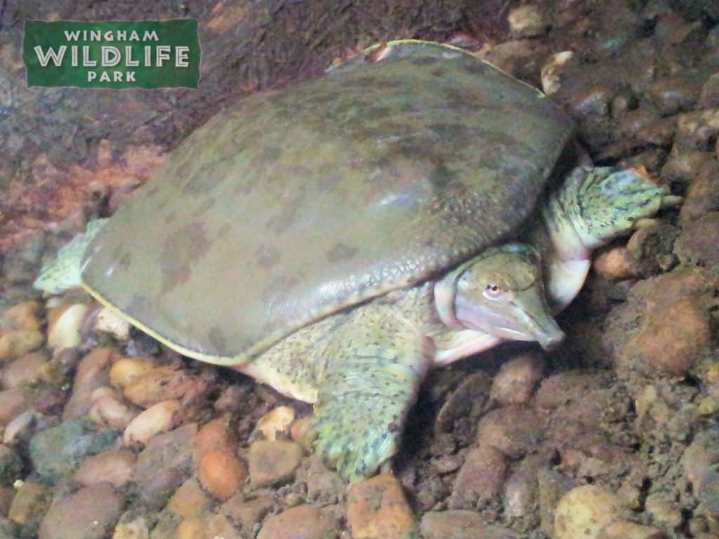 Chinese Soft Shelled Turtle in the reptile house at Wingham Wildlife Park