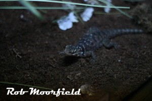 Spiny lizard in the reptile house at Wingham Wildlife Park