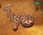 Western Hognose Snake At Wingham WIldlife Park