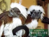 Cotton topped tamarins living at Wingham Wildlife Park