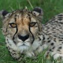 Cheetah living at Wingham Wildlife Park