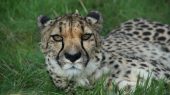 Cheetah living at Wingham Wildlife Park