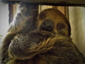 Linnaeus Two Toed Sloth awake at Wingham Wildlife Park