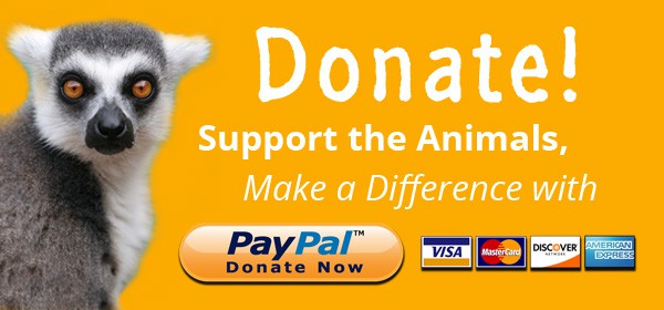 Donate and support our animals