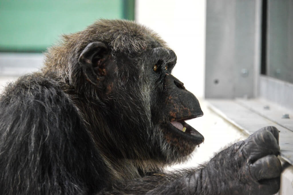 Wingham Wildlife Park Chimpanzees