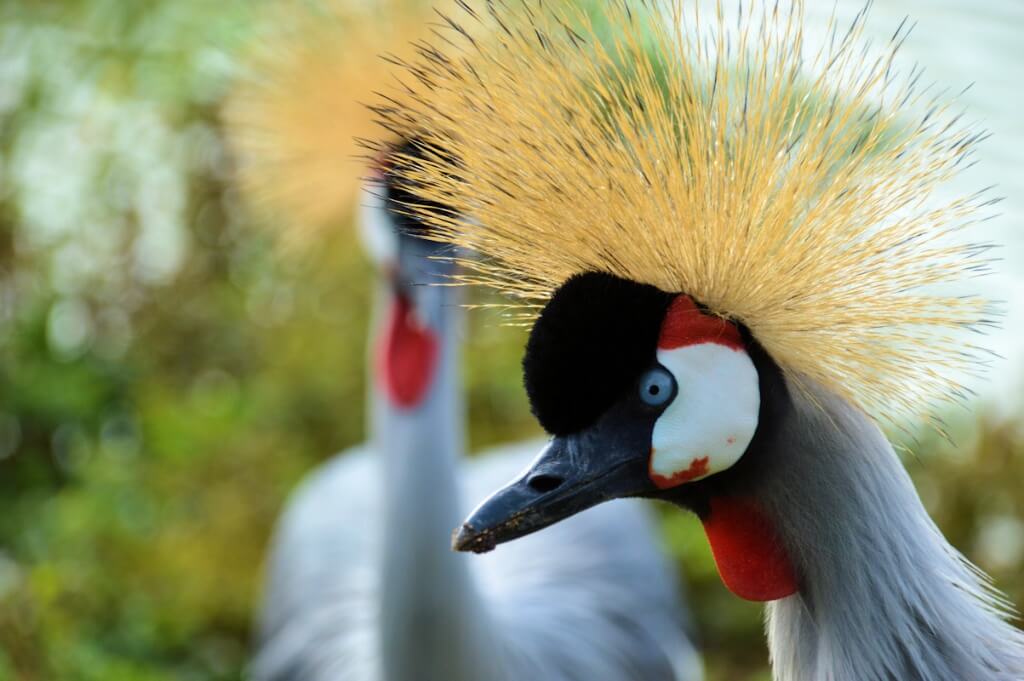 Crowned Crane