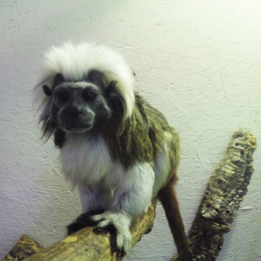 Cotton Top Tamarin