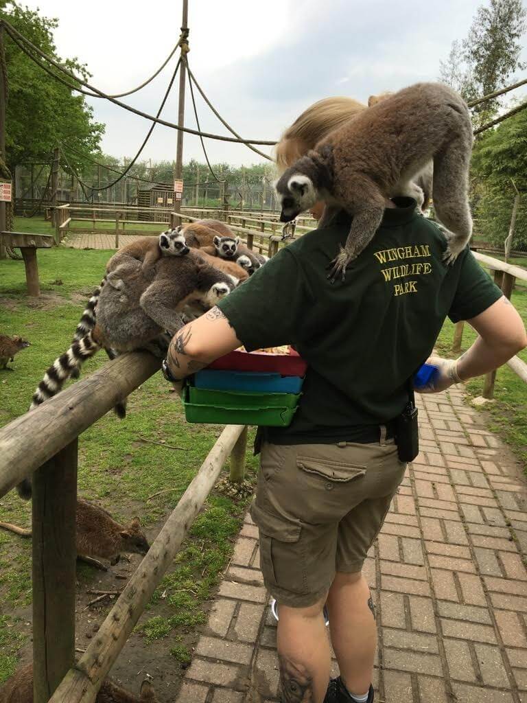 zookeeper feeding animals