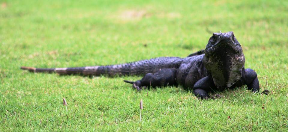 Mexican Wildlife