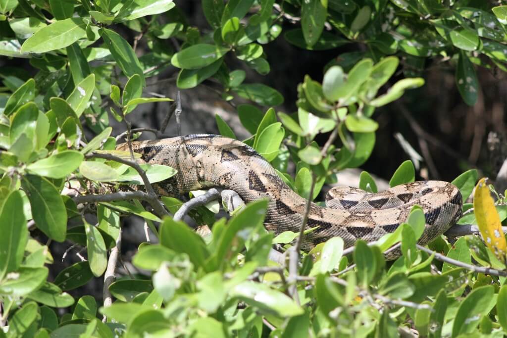 Mexican Wildlife