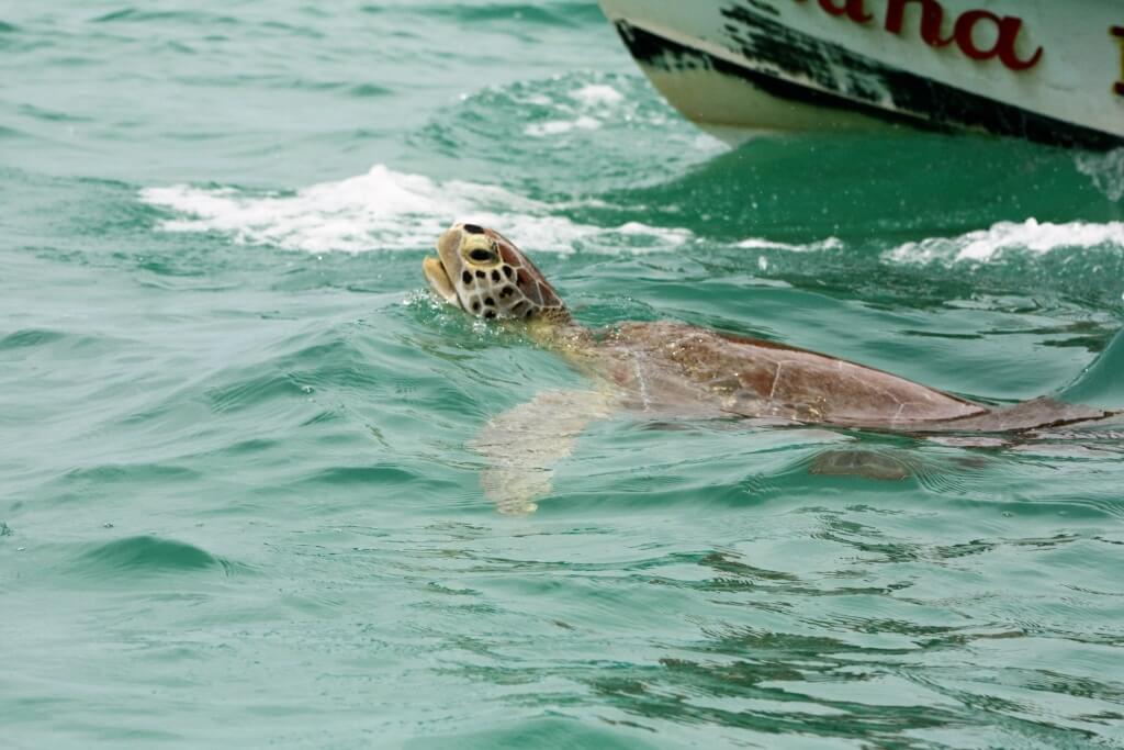 Mexican Wildlife