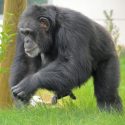 Chimpanzee At Wingham Wildlife Park