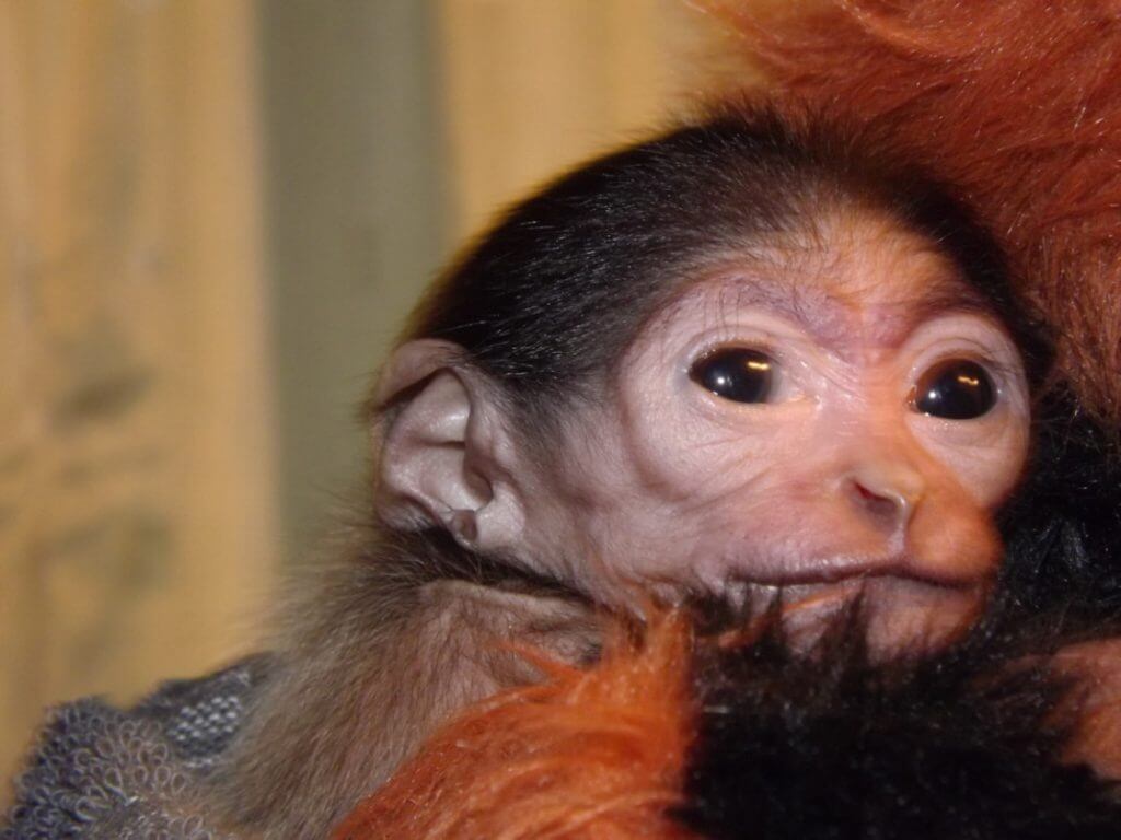 Pickle at just a few weeks old at Wingham Wildlife Park