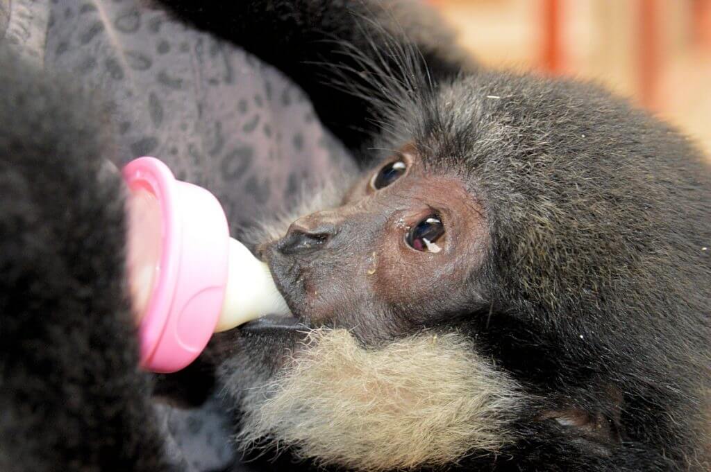 Pickle the baby gibbon feeding at Wingham Wildlife Park