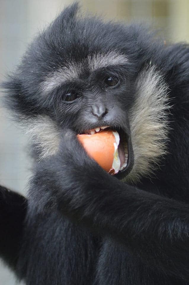 Pickle the Baby Gibbon eats egg at Wingham Wildlife Park