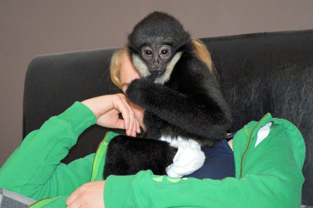 Baby Gibbon at home with the Wingham Wildlife Park Head Keeper