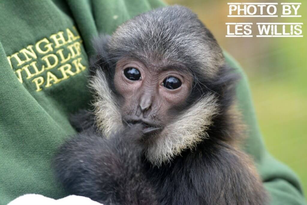 Wingham Wildlife Park Baby Gibbon by Les Willis