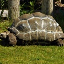 Aldabra tortoise outside at Wingham Wildlife Park