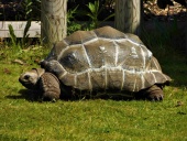 Aldabra tortoise outside at Wingham Wildlife Park