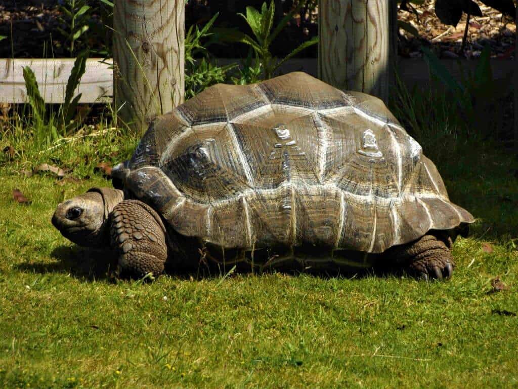Aldabra Tortoise - Animal Experiences At Wingham Wildlife Park In Kent