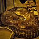 Bredl's Carpet Pythons at Wingham Wildlife Park