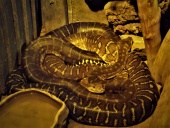 Bredl's Carpet Pythons at Wingham Wildlife Park