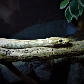 Royal Python - Animal Experiences At Wingham Wildlife Park In Kent