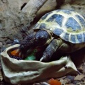 Hrosefield Tortoise eating fruit at Wingham Wildlife Park