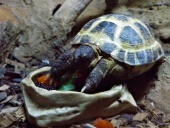 Hrosefield Tortoise eating fruit at Wingham Wildlife Park