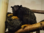 Red Handed Tamarins grooming at Wingham Wildlife Park, Kent