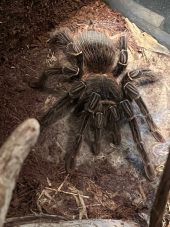 a salmon pink bird eating tarantula in the enclosure