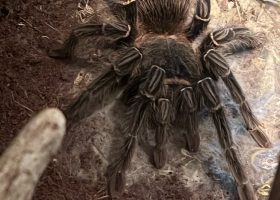 a salmon pink bird eating tarantula in the enclosure