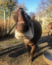 Lowland Tapir, Kathleen at Wingham Wildlife Park