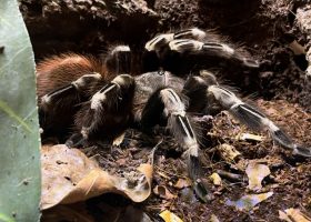 a white knee tarantula on soil