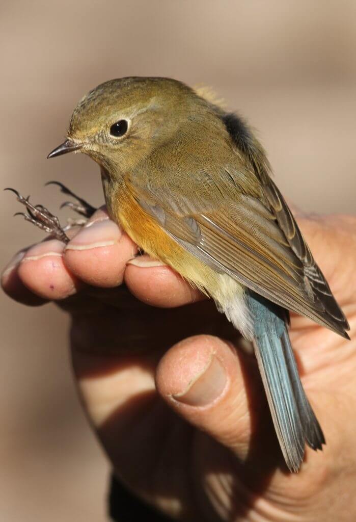 Red-flanked Bluetail Ringed by Wingham Wildlife Park Staff - Photo by Andrew Lipczynski