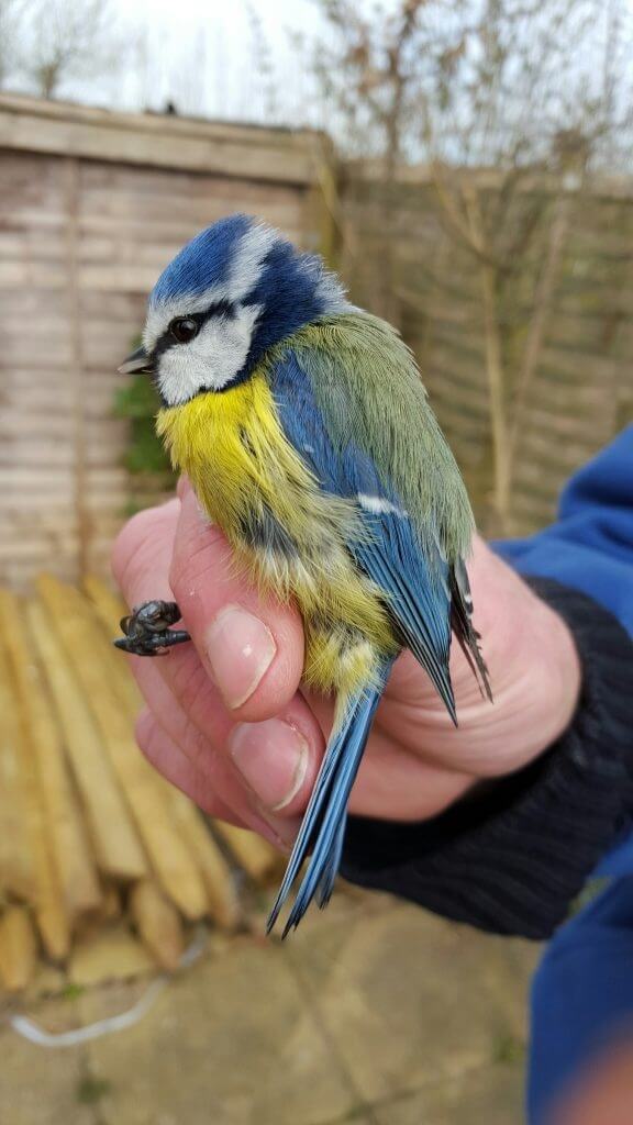 Blue Tit Ringed by Wingham Wildlife Park Staff