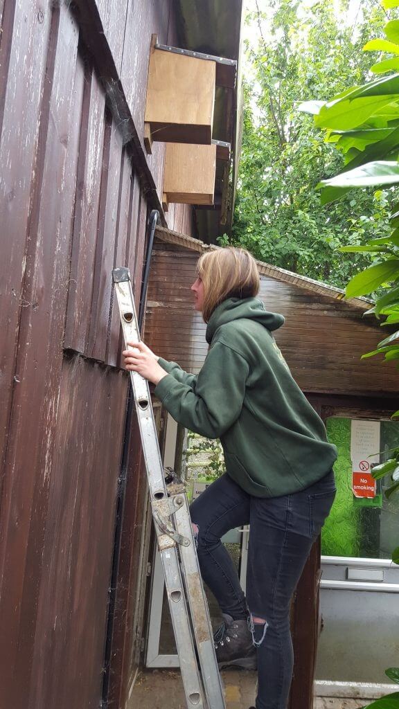 Wingham Wildlife Park Staff Checking Wild Bird Nest Boxes