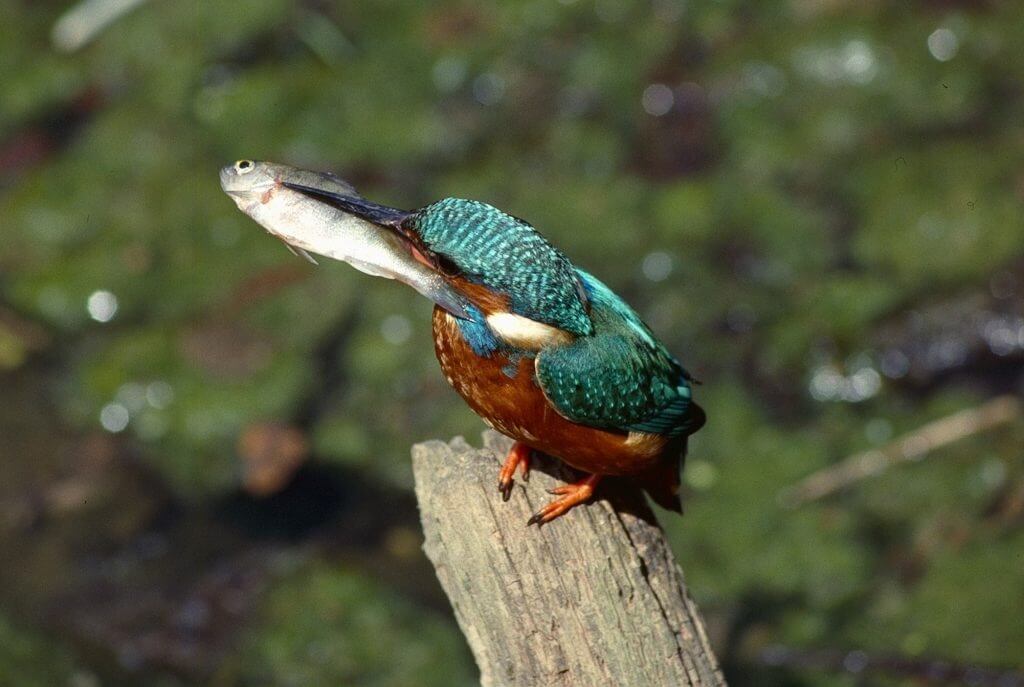 Kingfisher Spotted by Wingham Wildlife Park Staff