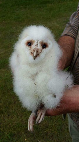 Barn Owl Chick Ringed by Wingham Wildlife Park Staff